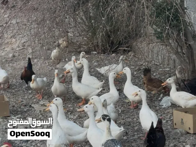للبيع بط عماني منتج و يجلس على البيض تفقيس طبيعي