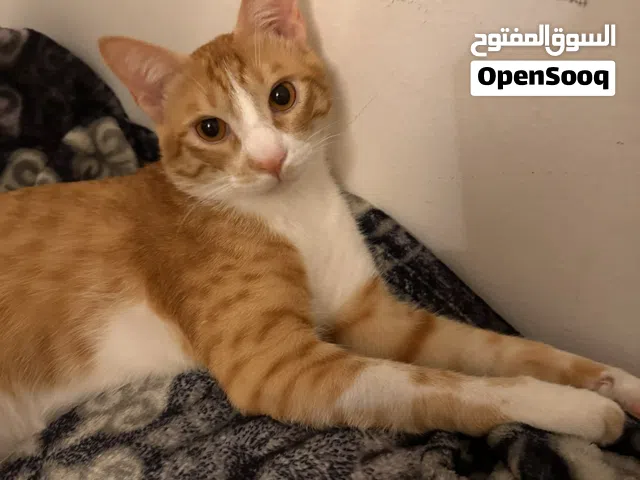قط عماني ذكر للتبني