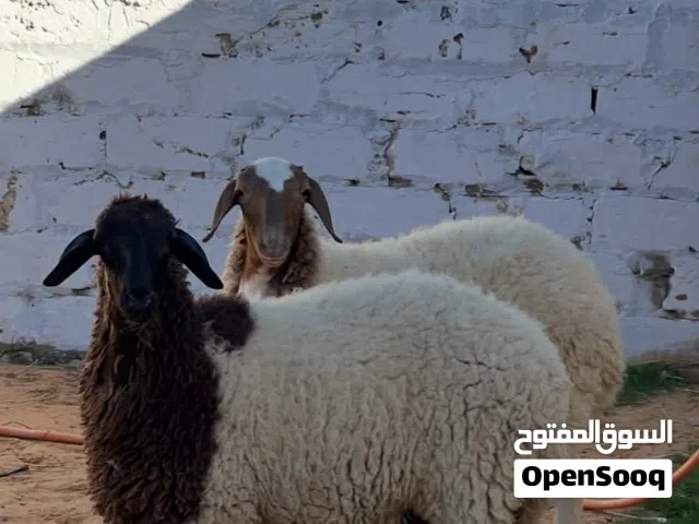 حوليات وطنيات العمر 7 شهور مكسباب ح