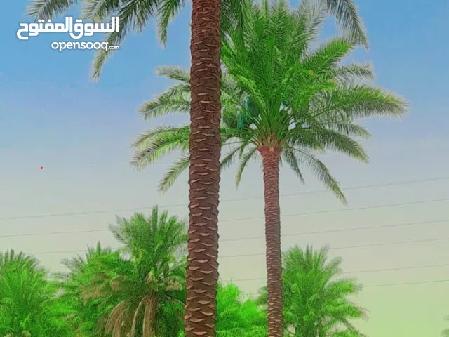 UAE Palm Trees: Fresh, Beautiful & Affordable Healthy Palm Trees, Ready to Plant