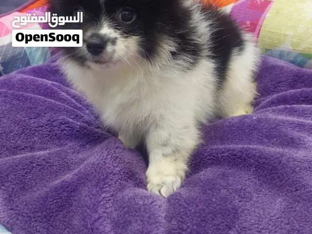 بومرينيان انثى عمر شهرين  حجم ميني صغير مع جواز وتطعيمات ومايكروجيب