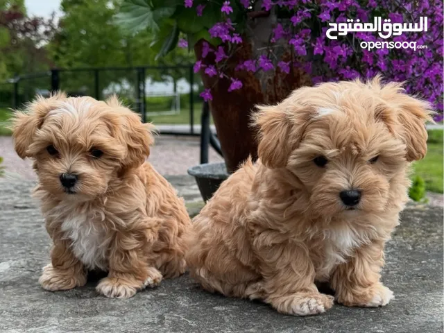 Maltipoo puppies available( جراء مالتيبو متوفرة)