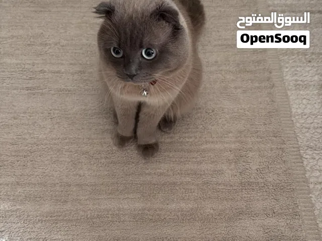 Urgent sale Scottish fold