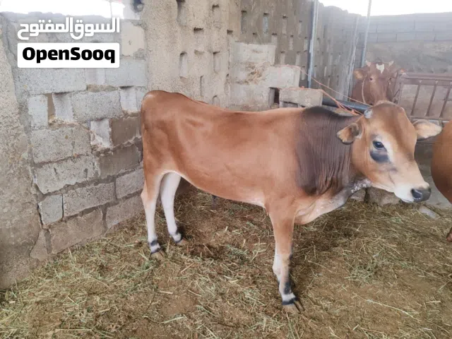 عجل عماني للبيع