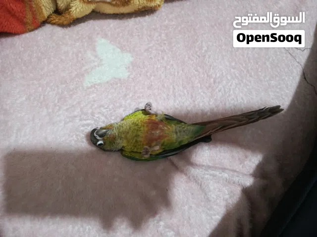 كنيور أليف طينه يركص العمر اربع تشهر يحجي يكول بوسه وحبيبي مكصوص ويبوس بلحلك