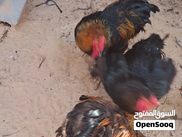 فراريج أبراهما ممتازة، عمر قرابة سنة، جاهزة للإنتاج، تربية نظيفة وصحة ممتازة، فرصة قوية للمربين.