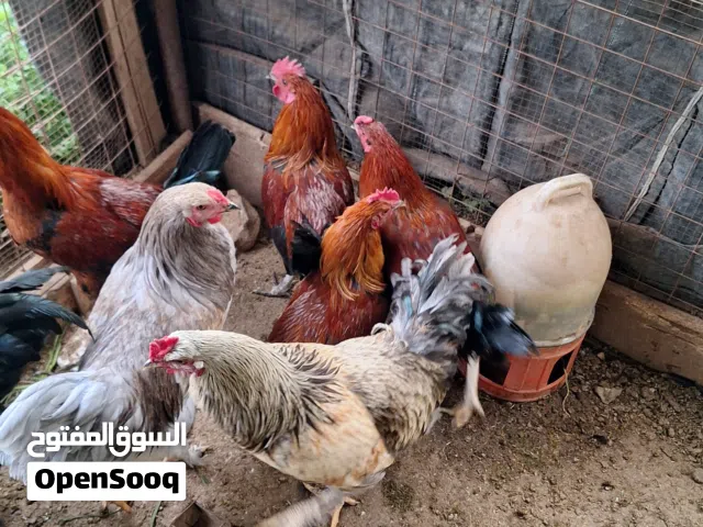 ديوك بلدي وبراهمي