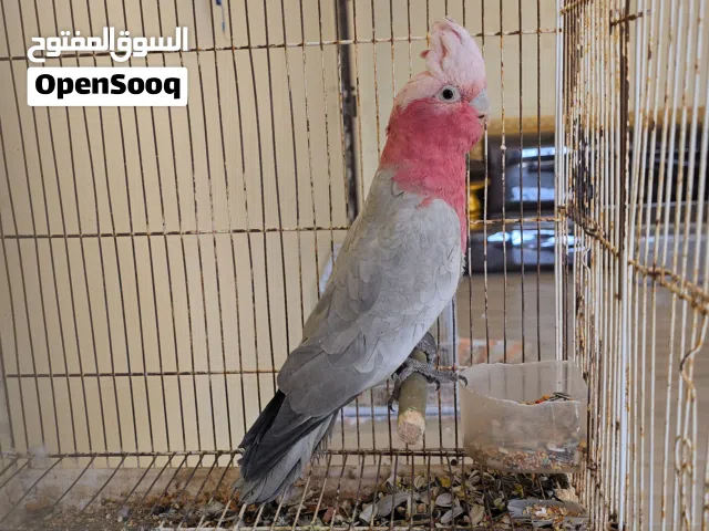 كوكاتو جالا ذكر مفحوص DNA