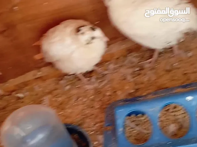 4سمان3 إنات 1ذكر