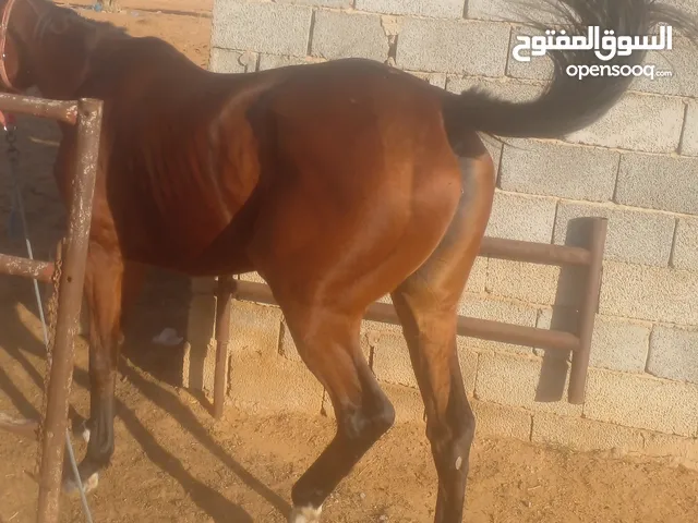 فرس انجليزية للبيع جاية فى بطن أمها فرس هادية