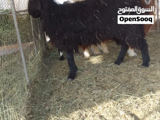 بيع كباشه عمانيات وكدايه