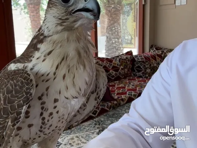 جير شاهين جرناس 3 طير علومه طيبه كان ف مقناص شيوخ موسمين....