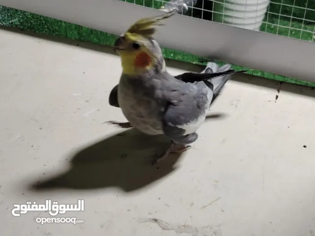 كوكتيل اللبيع اوبدل