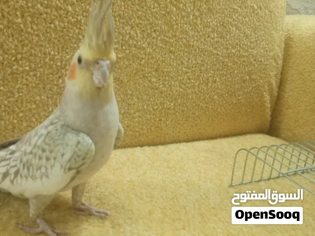 صلي وسلم وبارك على سيدنا محمد