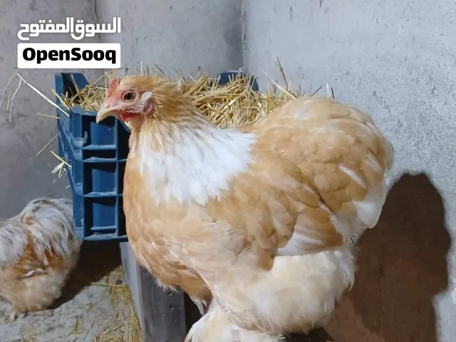 صوره لجذب الانتباه  مطلوب دجاجه كوجن بسعر مناسب