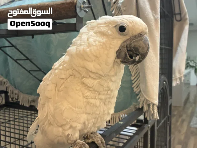 للبيع ككاتو سلفر كرستد