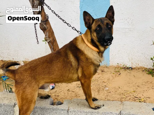 كلب مينوا للبيع 1300 دكر