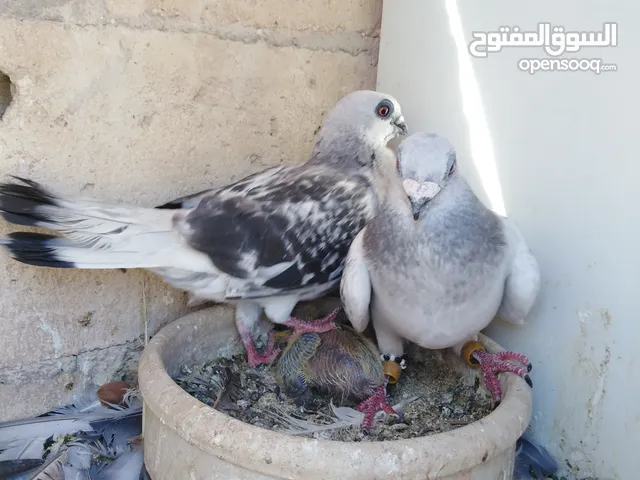 جواز حمام للبيع