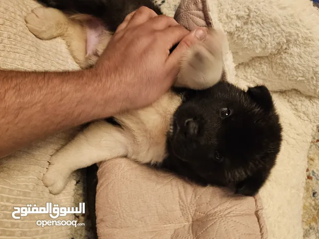 American Akitas - Locally Bred (top quality)