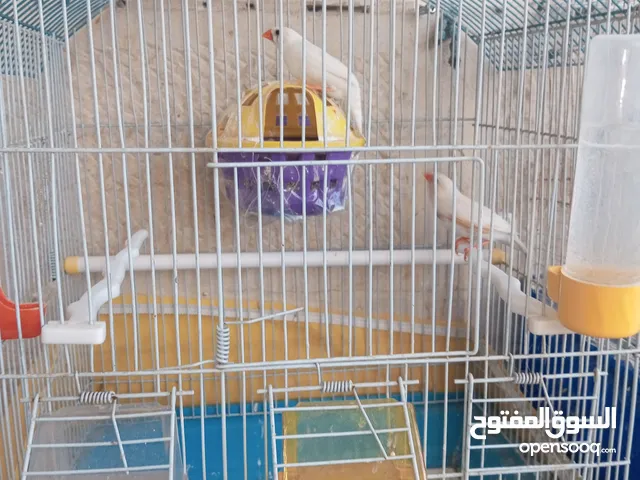 جواز فنقز للبيع