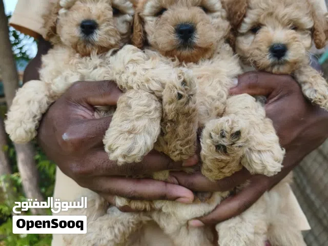 toy poodle male