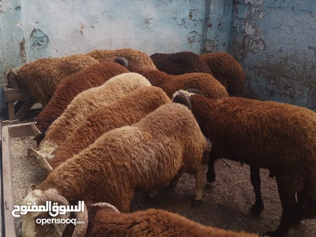 مزرعه الباشا للانتاج الحيواني