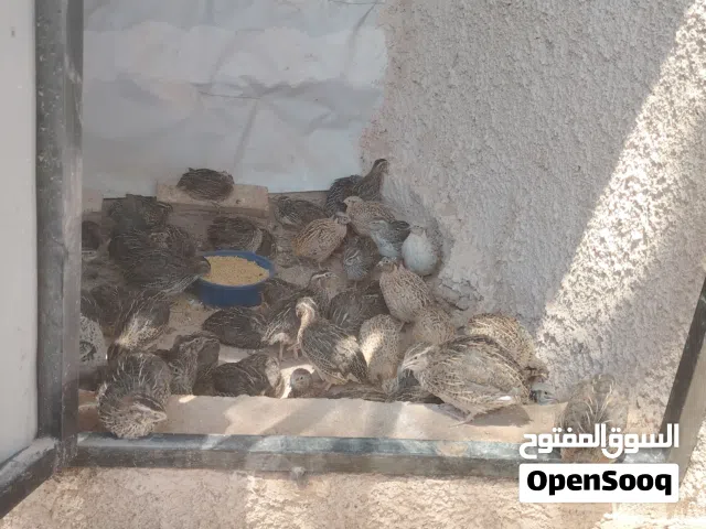متوفر فري مشكل الوان بزة بتجنن عُمر 28 يوم