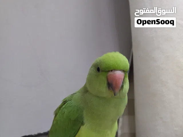 للبيع ببغاء دره أليف جدا