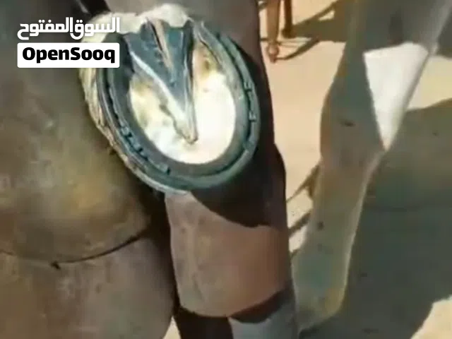 horse Farrier