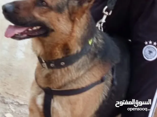 ذكر جيرمين