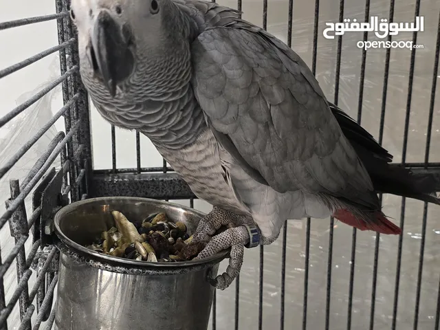 ببغاء جاكو عمر سنه  متكلم نابلس المعني