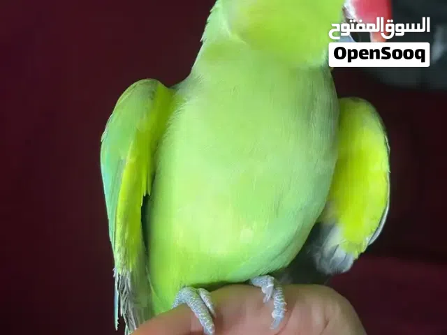 ببغاء دره نص اليف للبدل ع فراخ ككتيل بحكي كوكو وبصفر