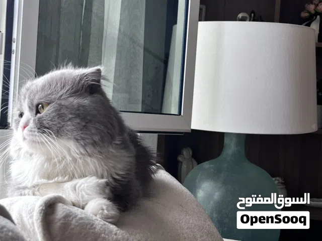 للبيع قط سكوتش فولد مناسب للناس اللي تدور زيادة دخل