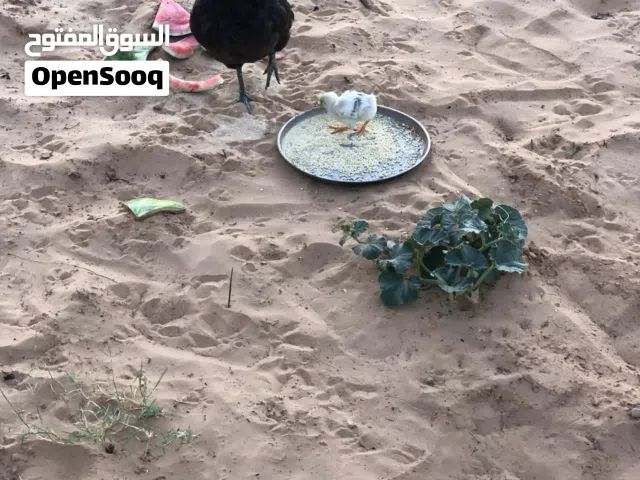 دجاجة عربية تحتهاا فلوس واحد للبيع