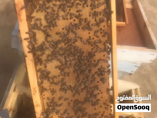 خلايا نحل كامله مع الملكة