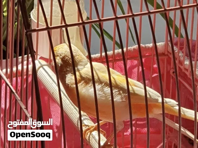 عصفور كناري اصفر برتقالي مع القفص والأدوات - Canary bird with cage and tools ( signs too much )
