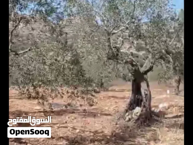 ارض للبيع في دير غسان مساحه 55 دونم كوشان طابو سلطه