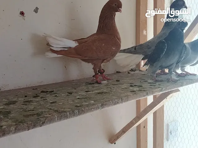 بسم الله ما شاءالله حبات نخب طواير وفحول ومخليف