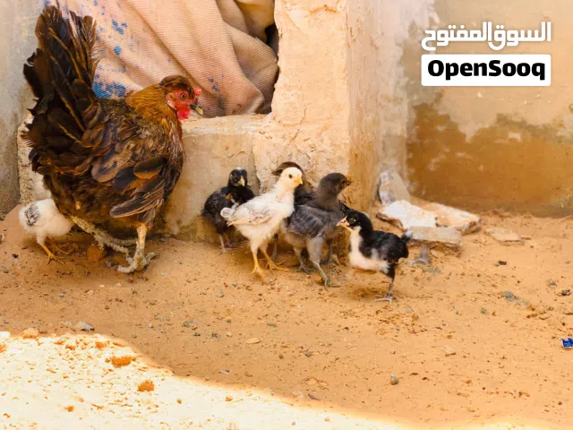 دجاج استورلي مشاءالله حجم الدخم معه 9 كتكيت