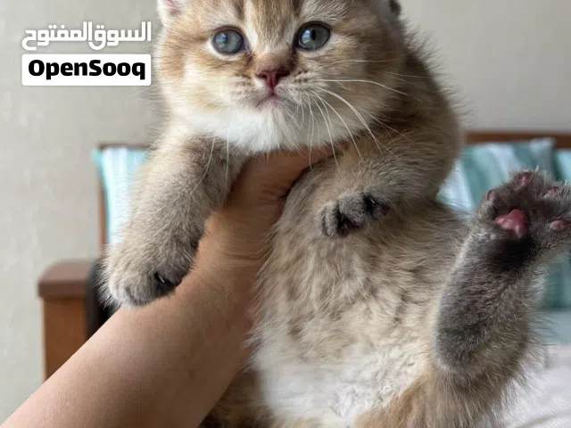 إناث سكوتش فولد و ستريت