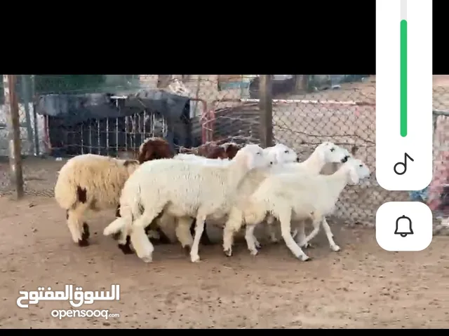  حلال خروف زبايع