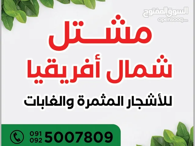 شركة شمال إفريقيا... مشتل شمال افريقيا