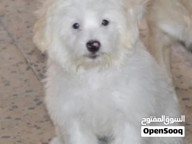 جلب زينه البيع