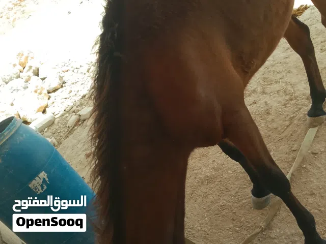مهر ذكر للبيع