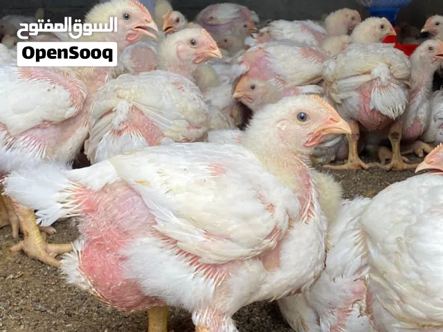 يوجد دجاج  هندي (لحم )للبيع جاهز  مع الذبح او كميات للتجار