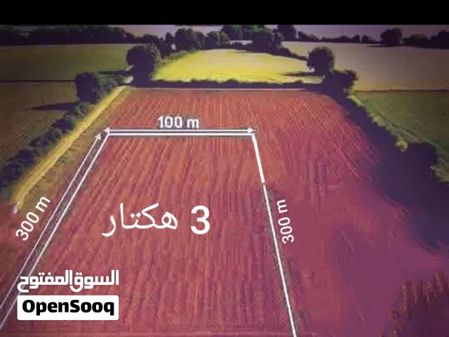 مزرعه 3 هكتار في بوهادي الضبعي قرب شركة العين