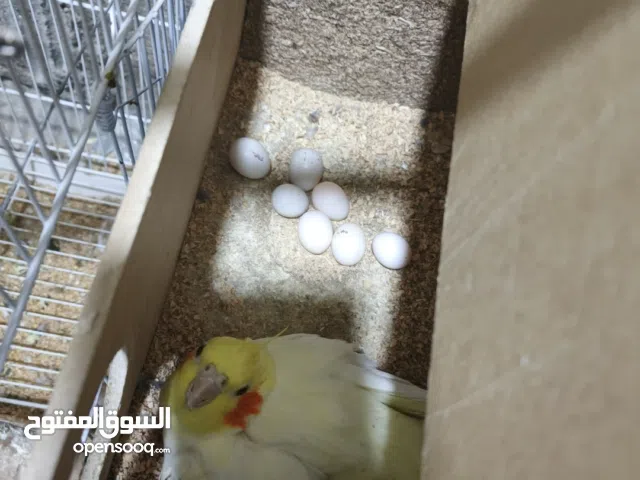 زوج كوكتيل امايات بل ذمه بيضن سبع بيضات الله شاهد أقره الوصف زوج كوكتيل امايات بل ذمه بيضن سبع بيضات