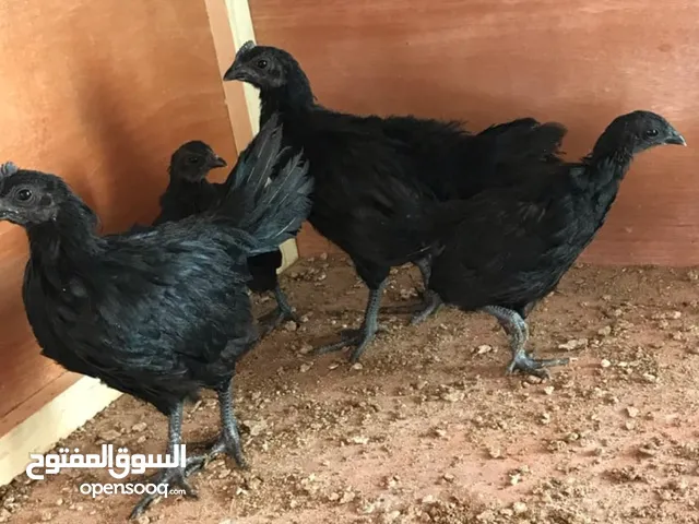 فراخ اندونيسي (لامبورجيني)