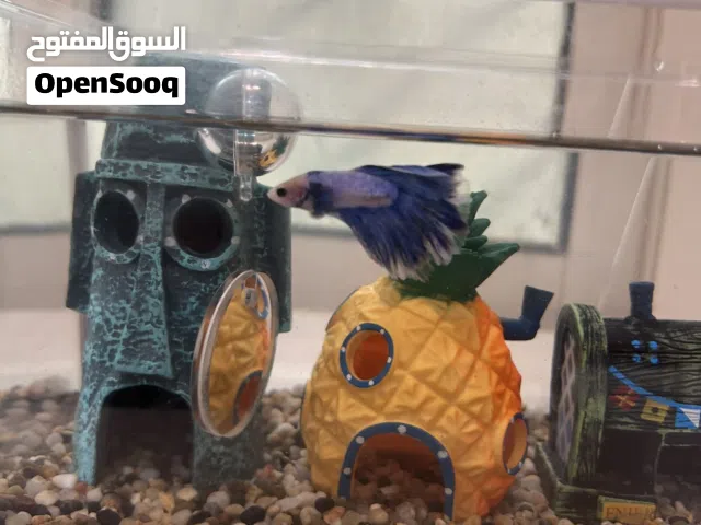 سمكة فايتر ذكر بألوان زاهية  ويجي معه الحوض وحصى والبيوت والمرايا والألعاب شاملة السعر