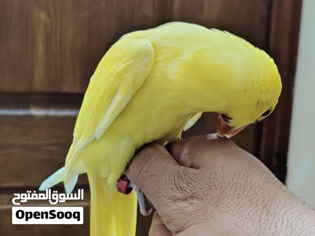 ببغاء درة لاتينو اصفر  عين حمرة حجم جامبو
